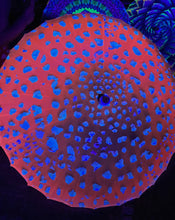 Load image into Gallery viewer, UV Reactive Parasol - Mushroom
